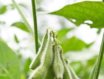 丹尼斯克 雙乙酰酒石酸165